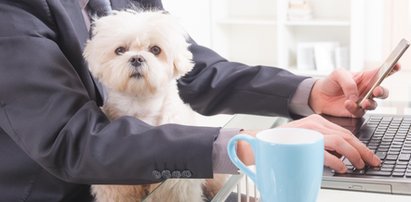 Polacy podzieleni w sprawie psów. Jakie jest twoje zdanie?