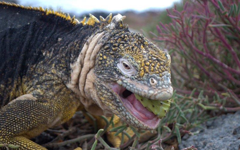 Wyspa Galapagos