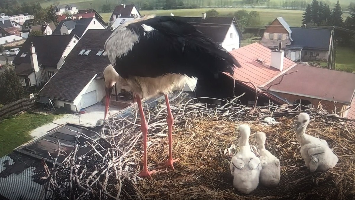 Słynny bocian wyrzucił z gniazda najsłabsze piskle