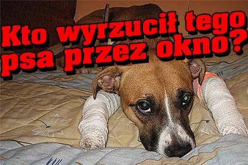 Kto wyrzucił psa przez okno?!