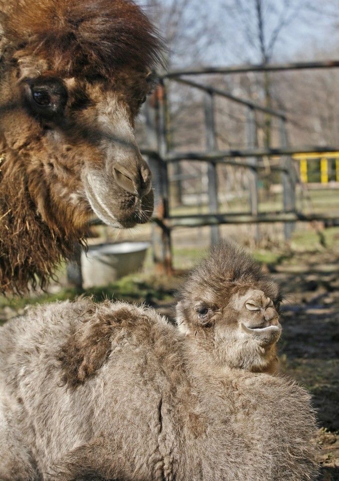 CHORZÓW ZOO MŁODY WIELBŁĄD