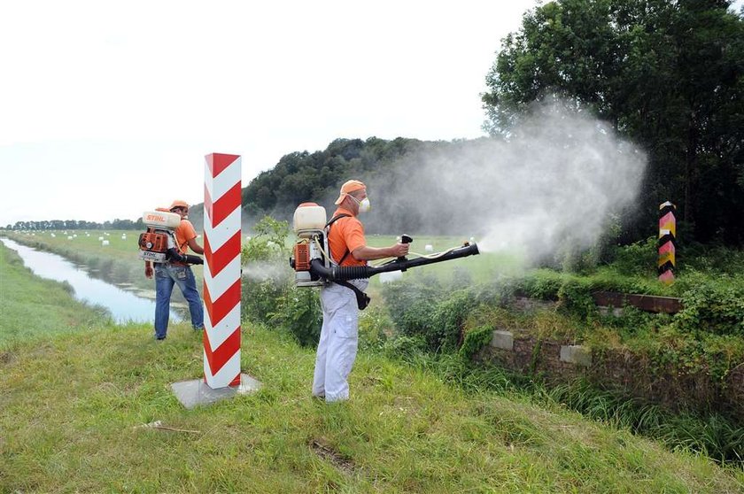 Groza na wakacjach. Atakują nas niemieckie komary!