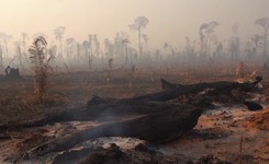 Setki nowych ognisk pożarów w Amazonii. W sumie jest ich prawie 80 tysięcy