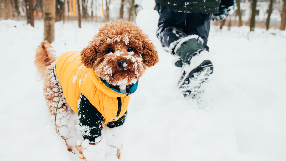 Da li treba šetati pse kada je napolju minus