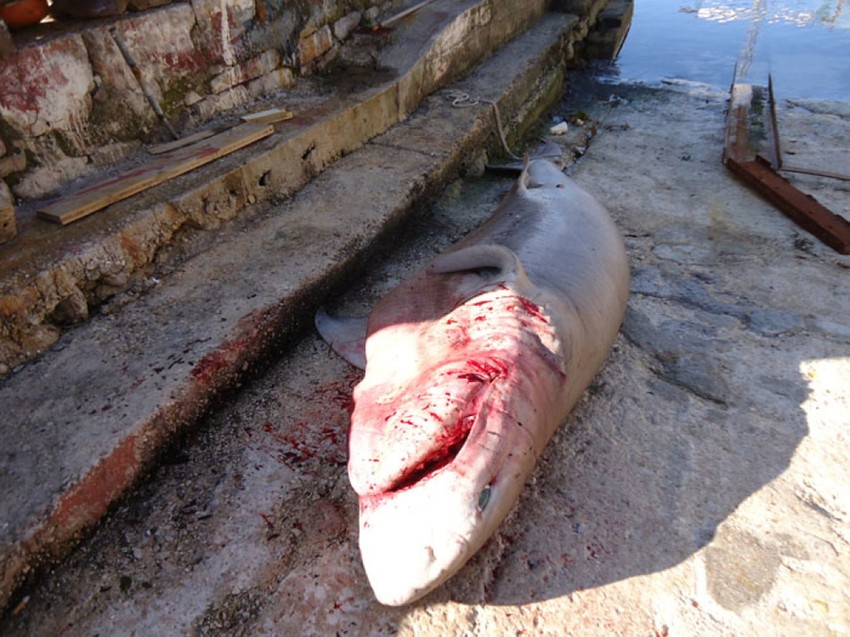 Morska neman iz Jadrana, Foto: radiojadran.com