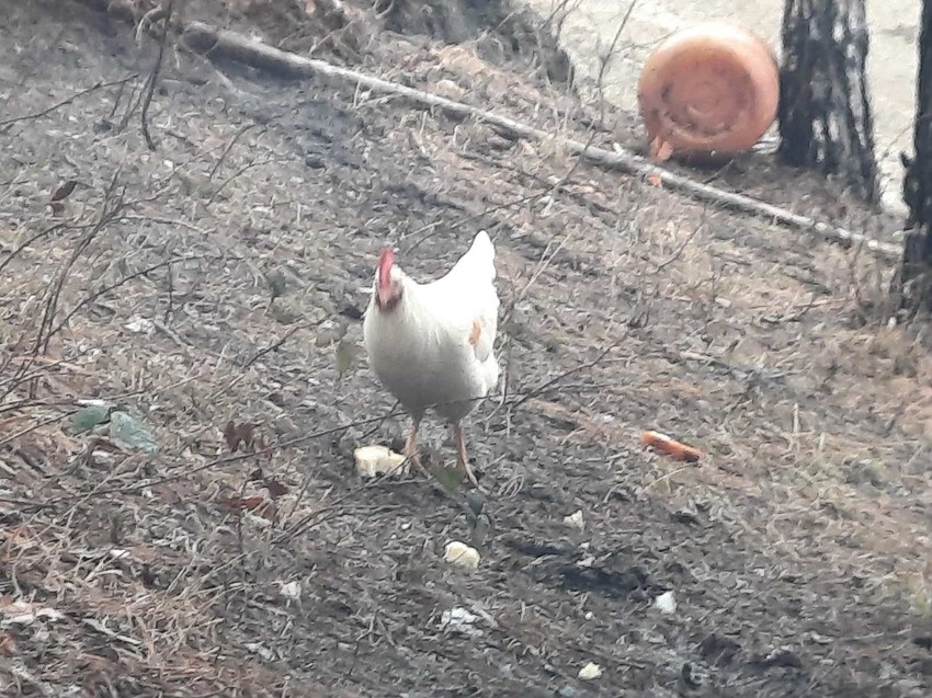 Petao koji je spasen iz Potpećkog jezera