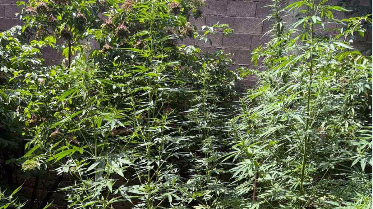 Zasad za koji se sumnja da je marihuana