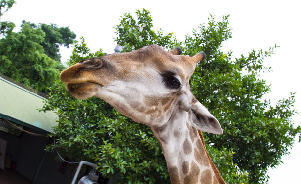 To już druga śmierć żyrafy w poznańskim zoo. Dyrekcja ostrzega, że osoby dokarmiające będą pozywane do sądu