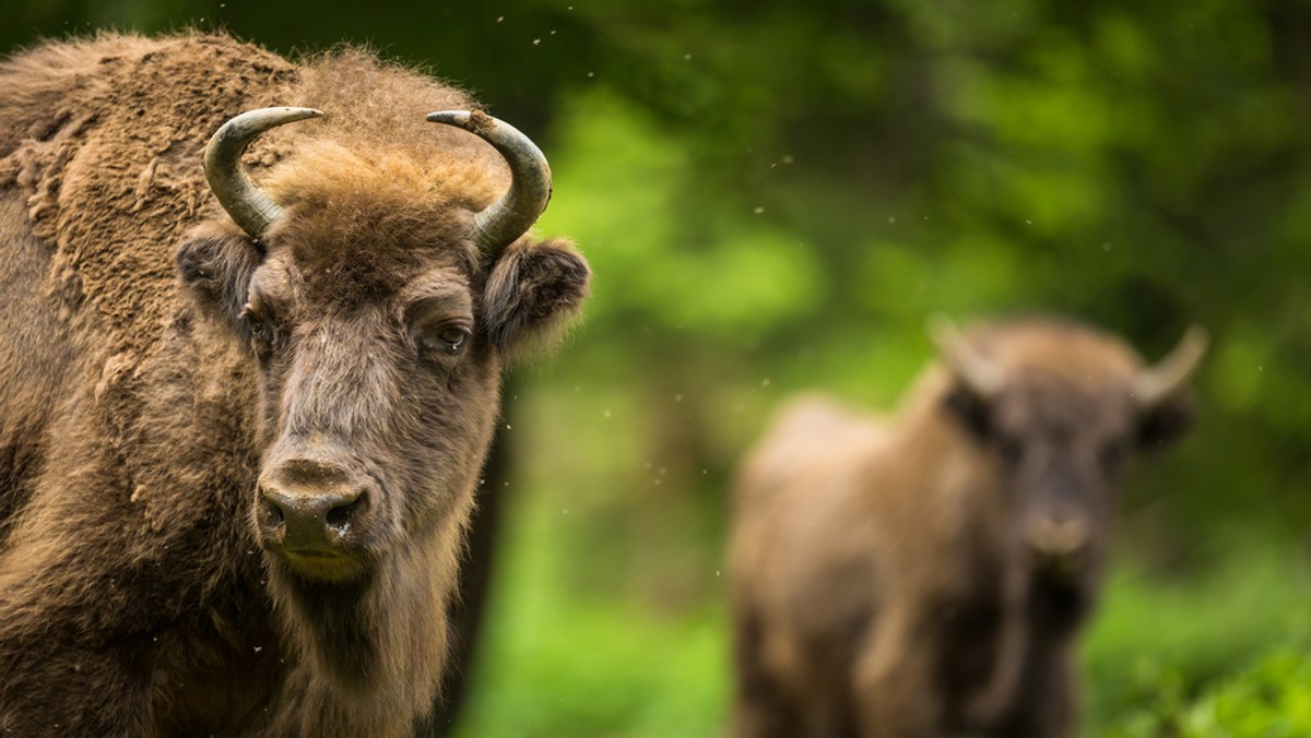 Choroba atakująca żubry powodowana jest przez nicienie. Zarażonym zwierzętom grozi ciężka choroba oczu, a w konsekwencji nawet śmierć. Brakuje możliwości leczenia osobników żyjących na wolności. Bieszczadzkie stado żubrów liczy ponad 550 osobników.