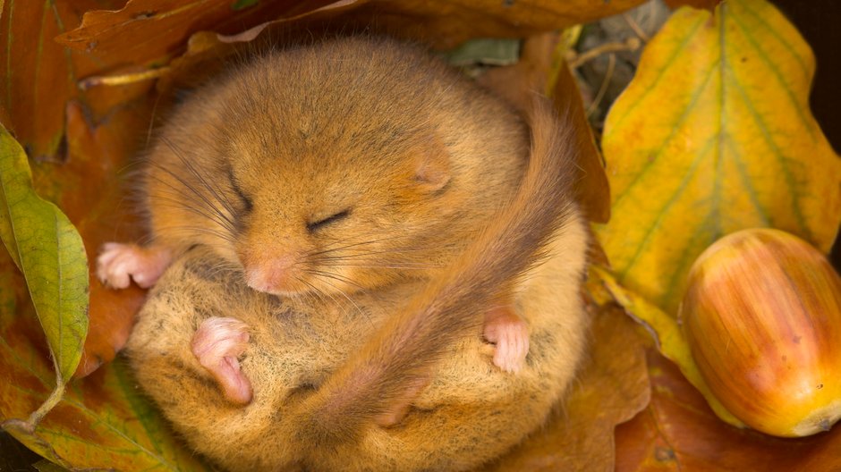 Hibernująca Orzesznica leszczynowa (Muscardinus avellanarius)