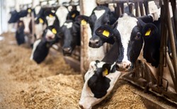 Produkcja żywności pochodzenia zwierzęcego w USA przyczynia się do ponad 12 tys. zgonów [BADANIE]