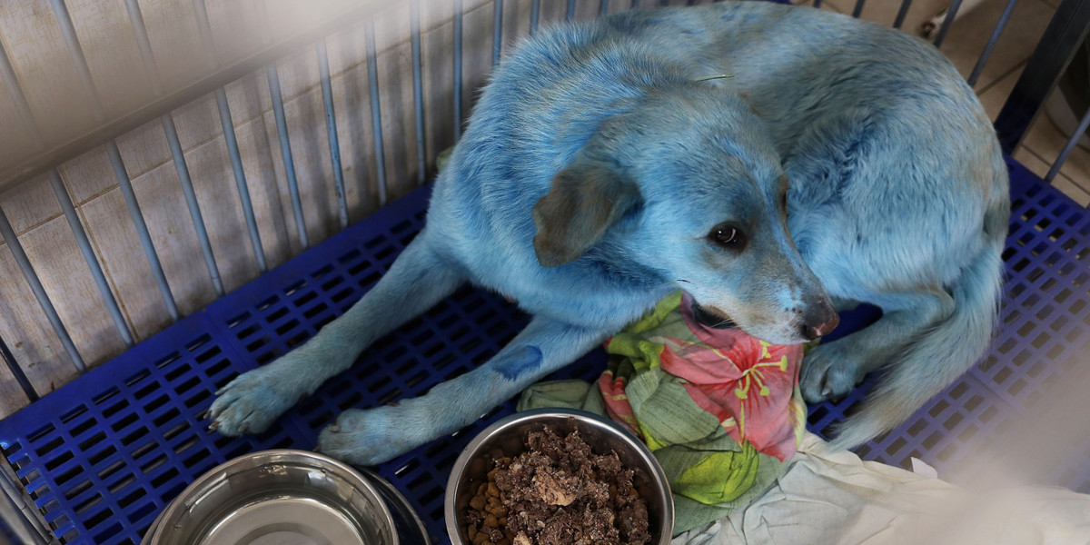 Jeden z niebieskich psów trafił do kliniki weterynaryjnej w Niżnym Nowogrodzie