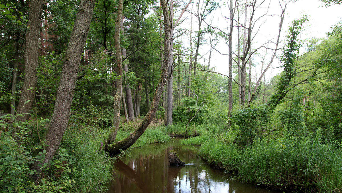 Leśnicy z Regionalnej Dyrekcji Lasów Państwowych w Olsztynie zapowiadają wielkie sadzenie drzew. Tej wiosny posadzą ich aż 20 mln.