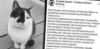 Był najpopularniejszym kotem w Szczecinku. Nie żyje Camper