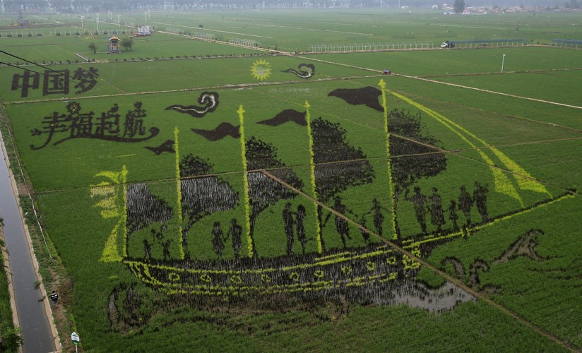 Na 10 ha pól ryżowych znalazło się 13 obrazów przedstawiających różne tematy zwierząt, miejsc i ludzi.