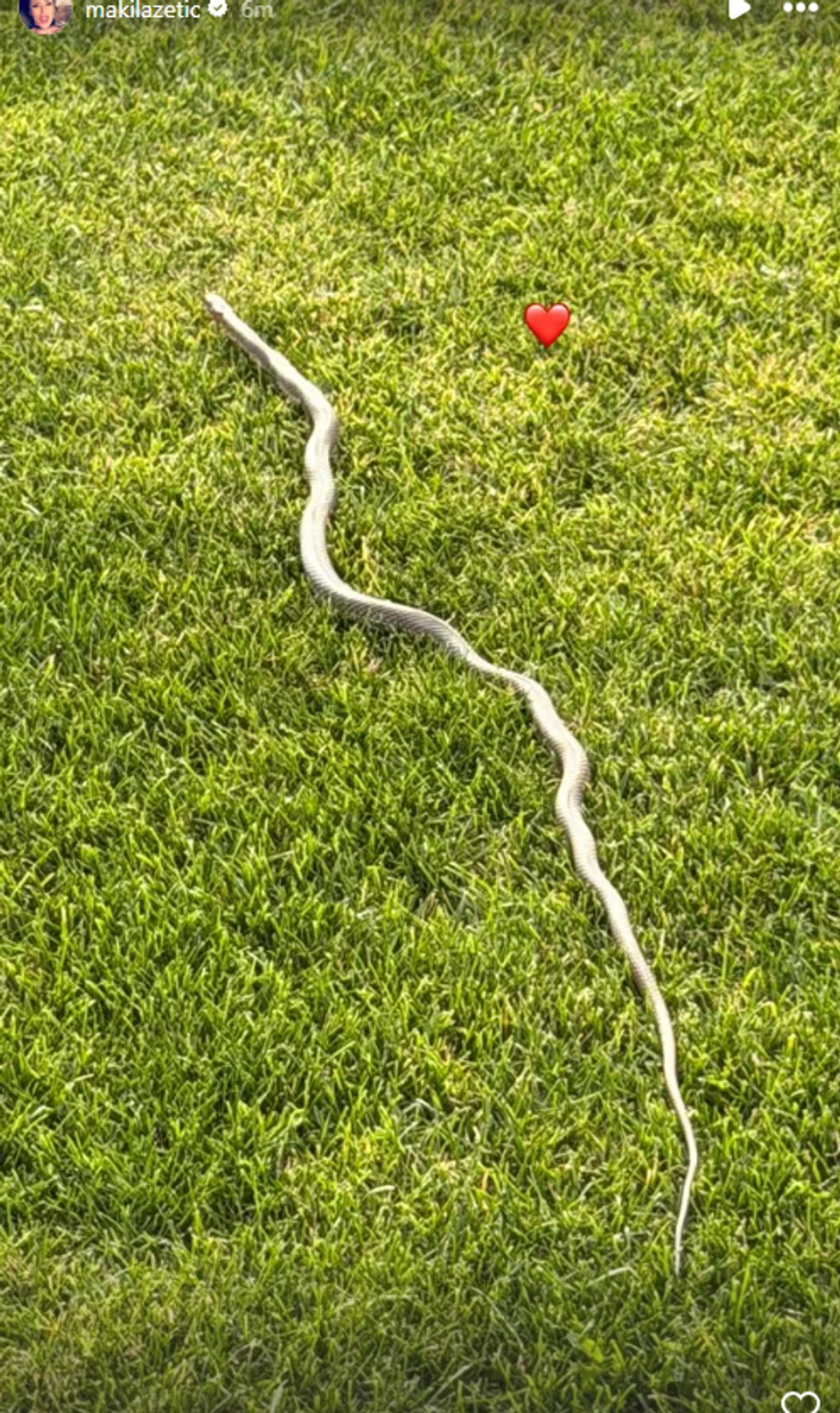 Sonja uslikala veliku zmiju