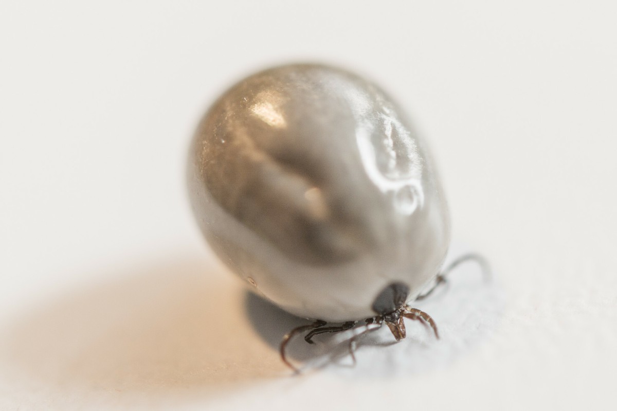 Populacja kleszczy rośnie. W tym roku wyjątkowo "szybki start sezonu"