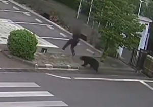 Medved u Japanu napao i povredio četiri osobe