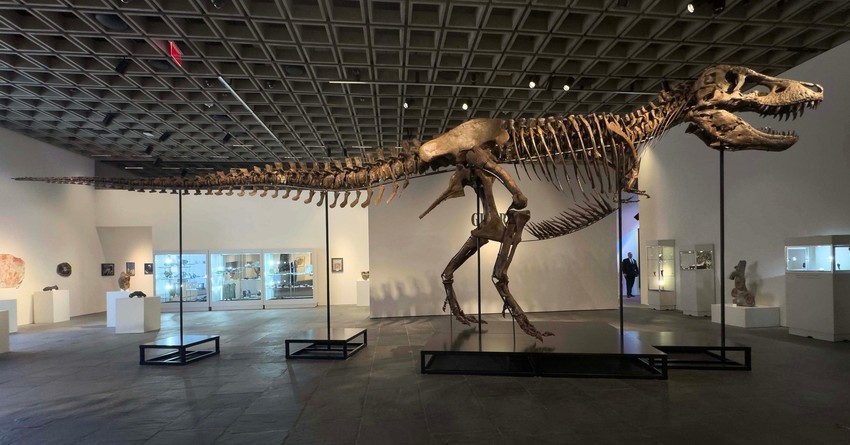 Skelet tiranosaurus reksa „Gas“