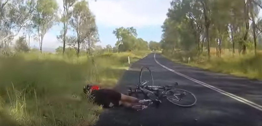 Kangur wpadł na kolarkę