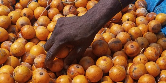 5 Interesting Health Benefits Of Agbalumo African Star Apple Pulse Nigeria