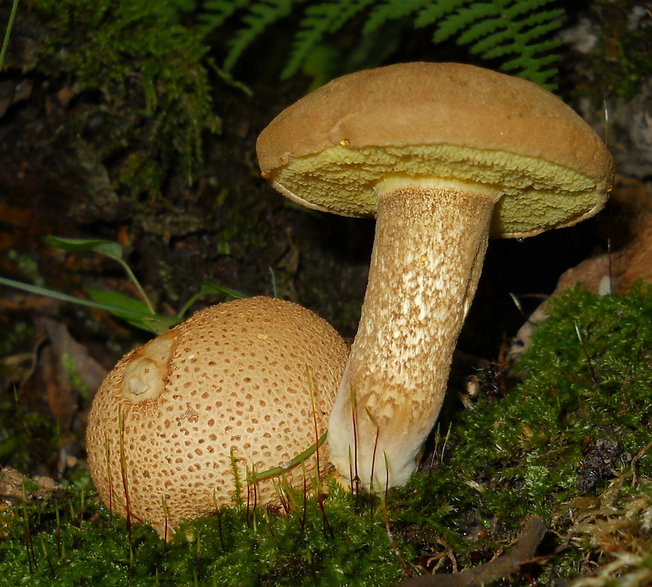 Borowikowiec tęgoskórowy, podgrzybek tęgoskórowy (Pseudoboletus parasiticus)