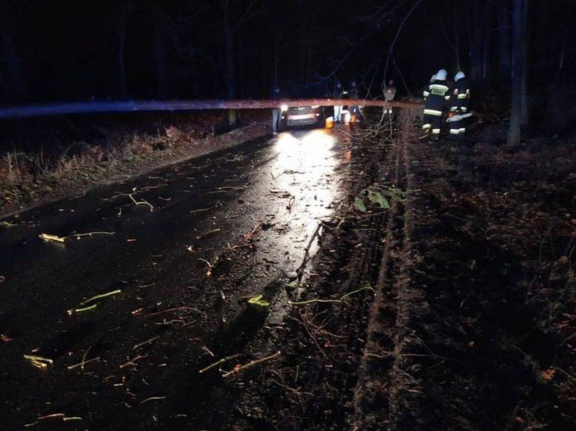 Horror na Opolszczyźnie. W jednej chwili padło stado krów