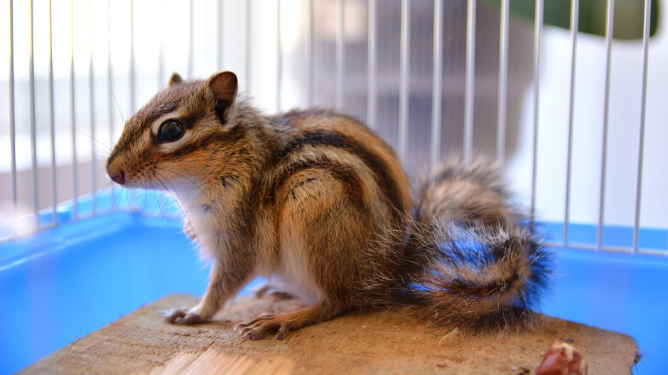 Bunduruk to wiewiórka, którą można hodować w domu - Emilija/stock.adobe.com