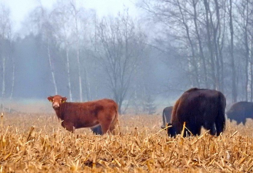 Krowa na gigancie, przyłączyła się do stada żubrów!