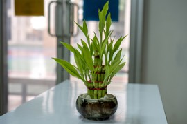 Ovih 11 biljaka po feng šuiju donose SREĆU I OBILJE u vaš život i dom: Privlače novac i teraju negativnu energiju