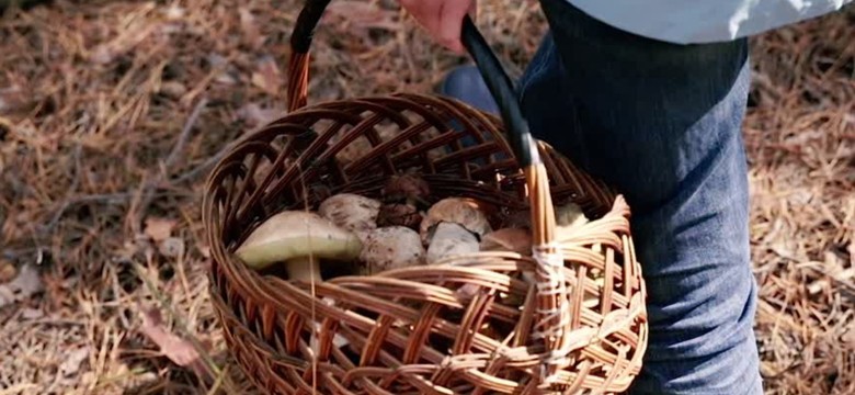 Nie znajdujesz grzybów tam, gdzie zwykle było ich pełno? Mykolog wyjaśnia, dlaczego tak się dzieje