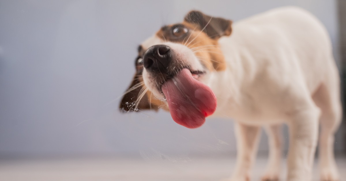 Psy rozumieją nas lepiej, niż nam się wydaje. Wielu słów uczą się podsłuchując naszych rozmów