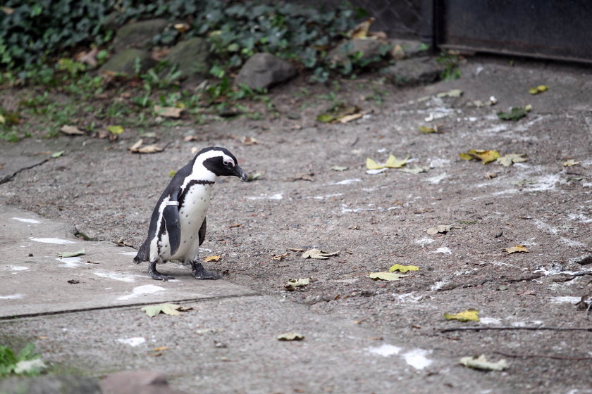 Warszawskie zoo zamieszkują afrykańskie pingwiny