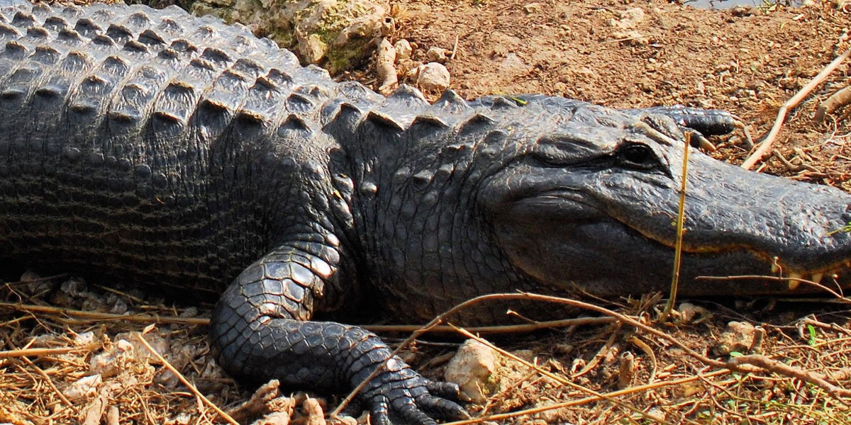 Zderzenie ciężarówki z aligatorem gigantem