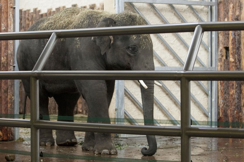 Przywitanie słoni w chorzowskim zoo