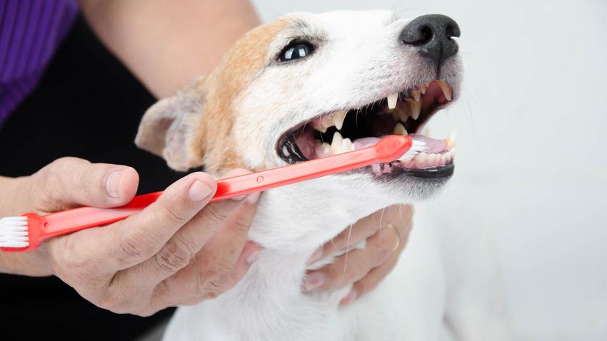 kutya fogtisztítás fogmosás fogkő állatorvos