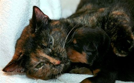 Mandatory Credit: Photo by Jerry Daws / Rex FeaturesMother cat Sky with her kittens and Rotweiiler puppys she looks after when their mother rejected them.Sky the Cat with Her Kittens and Rottweiler Puppys that she looks after after they were rejected by their mother, Norfolk, Britain - Jul 2007