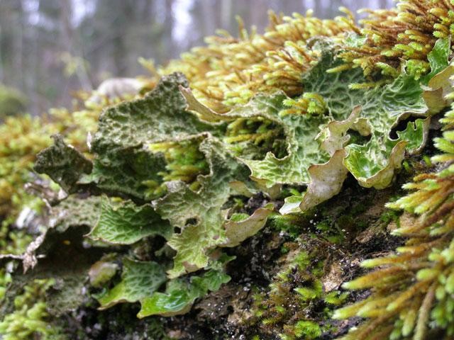 Galeria Polska - Puszcza Białowieska zagrożona?, obrazek 27