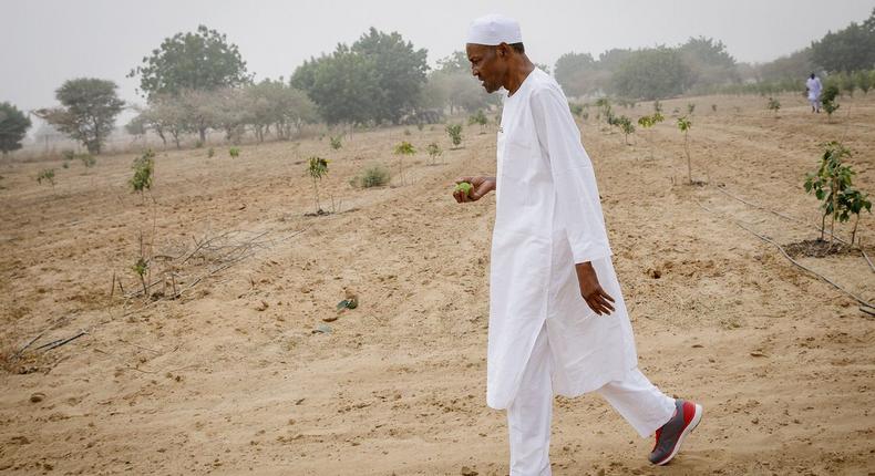President Muhammadu Buhari on his farm in Daura, Katsina State