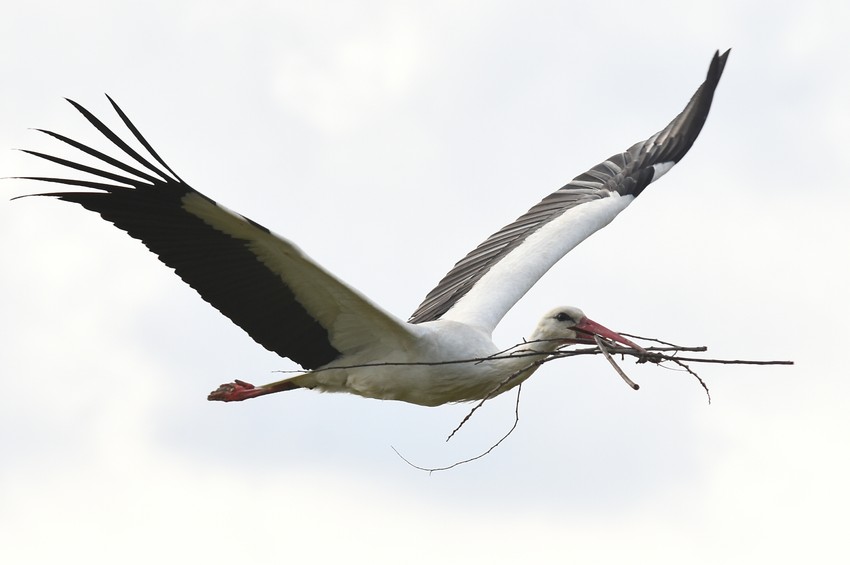 I rode mogu da ugroze bezbednost avio-saobraćaja