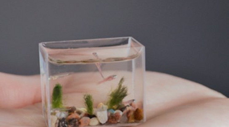 Ez a világ legkisebb akváriuma