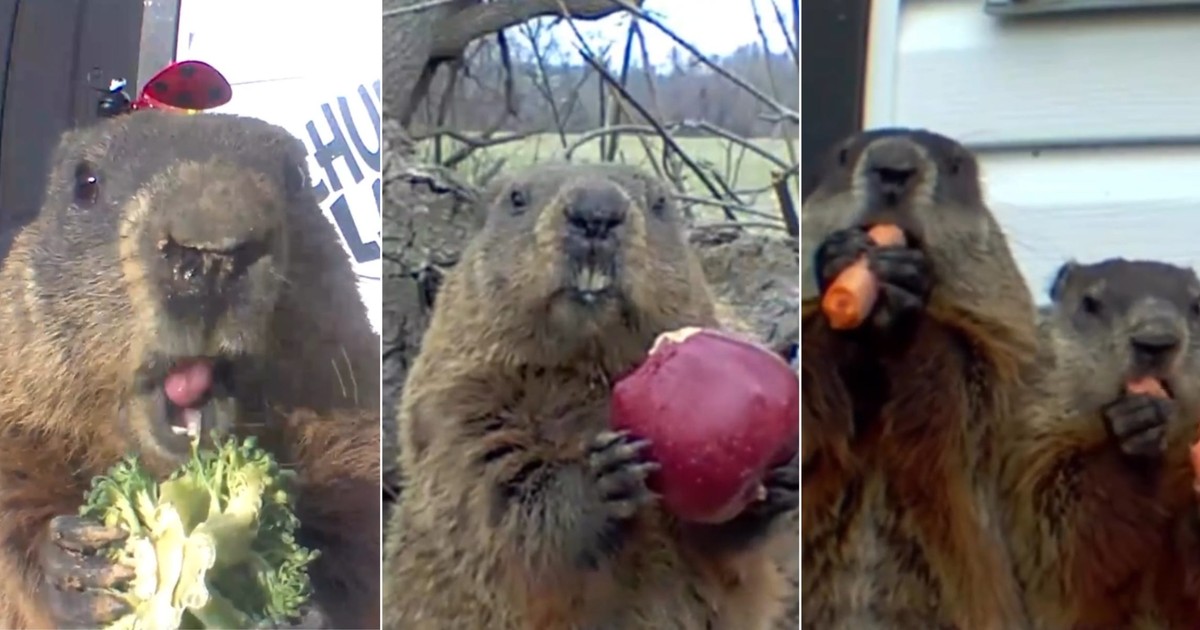 A groundhog named Chunk has for years been raiding a Delaware man's