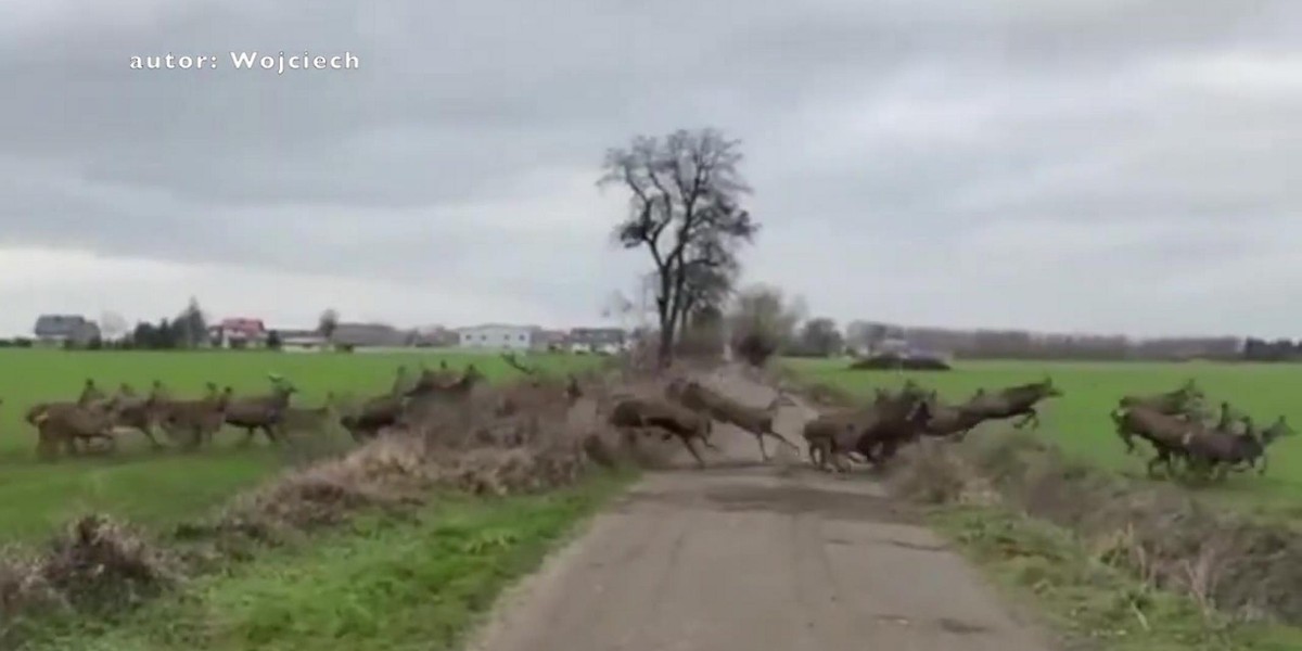 Tulce: ogromne stado jeleni na polu. Nagranie robi wrażenie