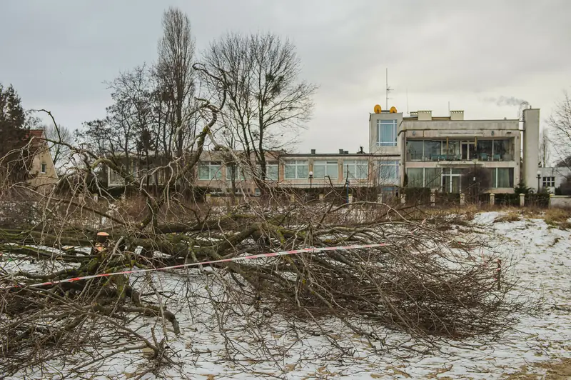 Nielegalna wycinka drzew na plaży w Jelitkowie, Gdańsk, styczeń 2022 r.