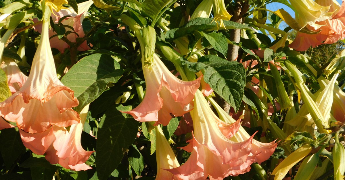 Siedem Najbardziej Trujacych Roslin Tojad Racznik Oleander