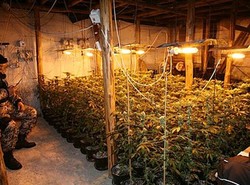 Policja zlikwidowała dwie plantacje marihuany