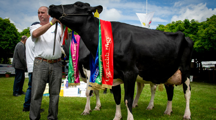 Ő itt Göndör, az ország legszebb tehene /Fotó: Alföldi Állattenyésztési Napok