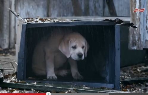 'Lost Dog' - reklama na Super Bowl 2015