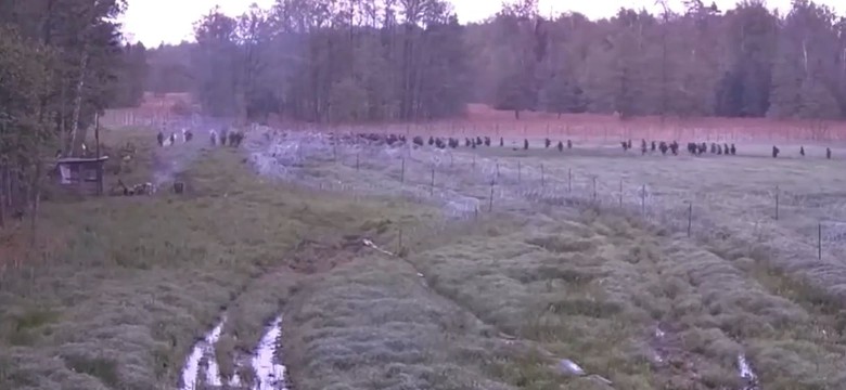 Szturm na polską granicę. Straż graniczna publikuje wstrząsające nagranie