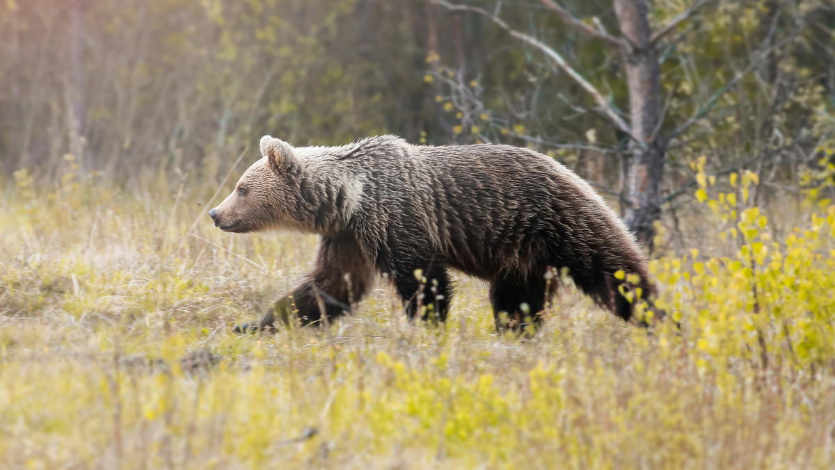 Tatry. Mężczyzna robił sobie zdjęcie z niedźwiedziem. Został ugryziony